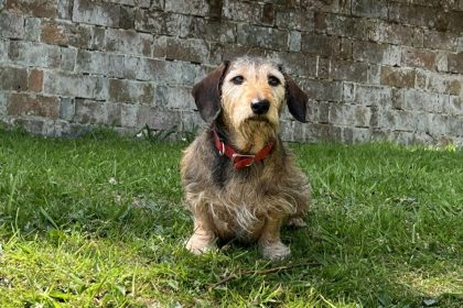 A dachshund crushed by a speeding car made a miraculous recovery after suffering seven broken ribs, a punctured lung and severe internal injuries in a near fatal accident.