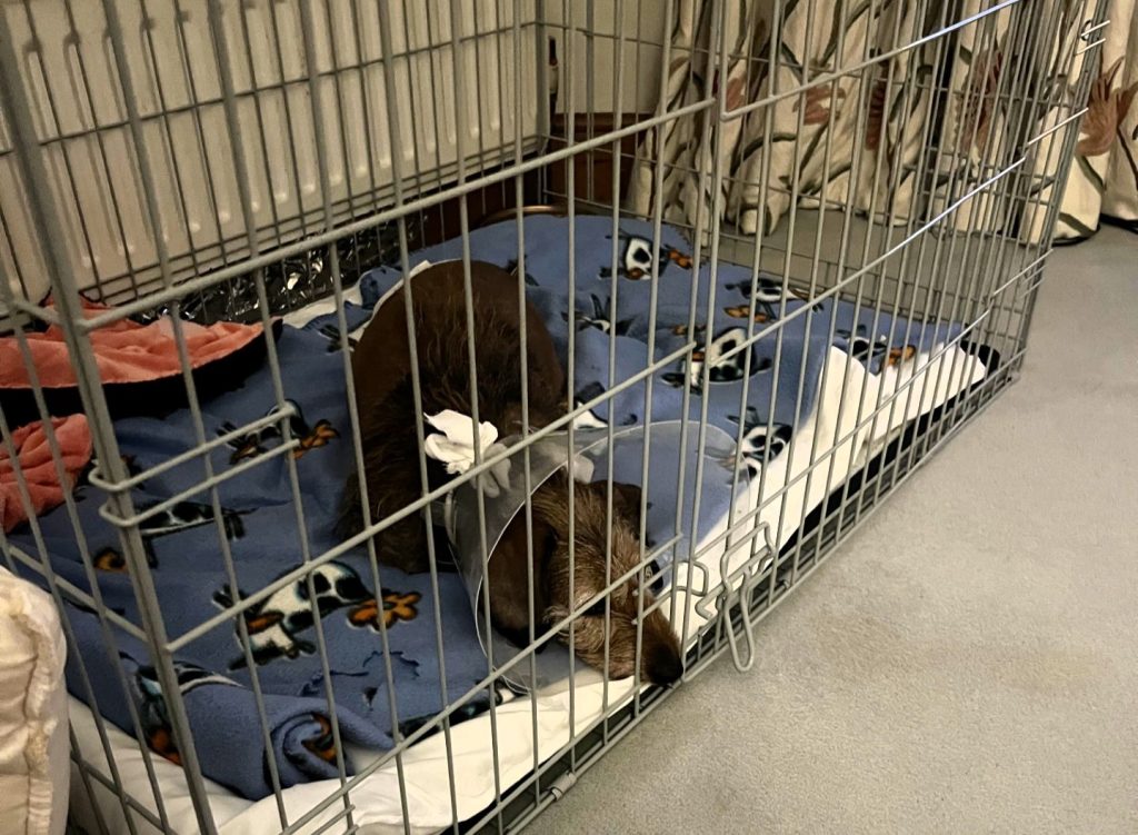 A dachshund crushed by a speeding car made a miraculous recovery after suffering seven broken ribs, a punctured lung and severe internal injuries in a near fatal accident.