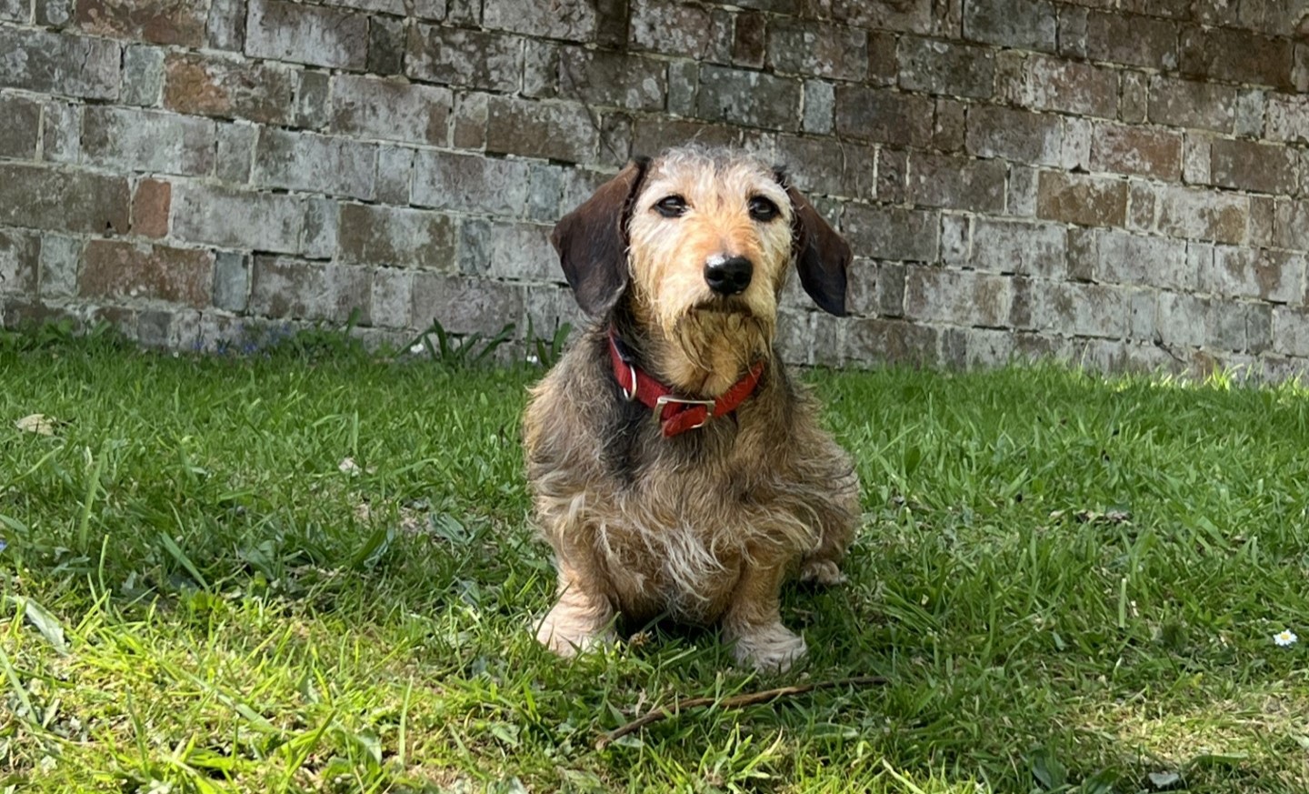 A dachshund crushed by a speeding car made a miraculous recovery after suffering seven broken ribs, a punctured lung and severe internal injuries in a near fatal accident.