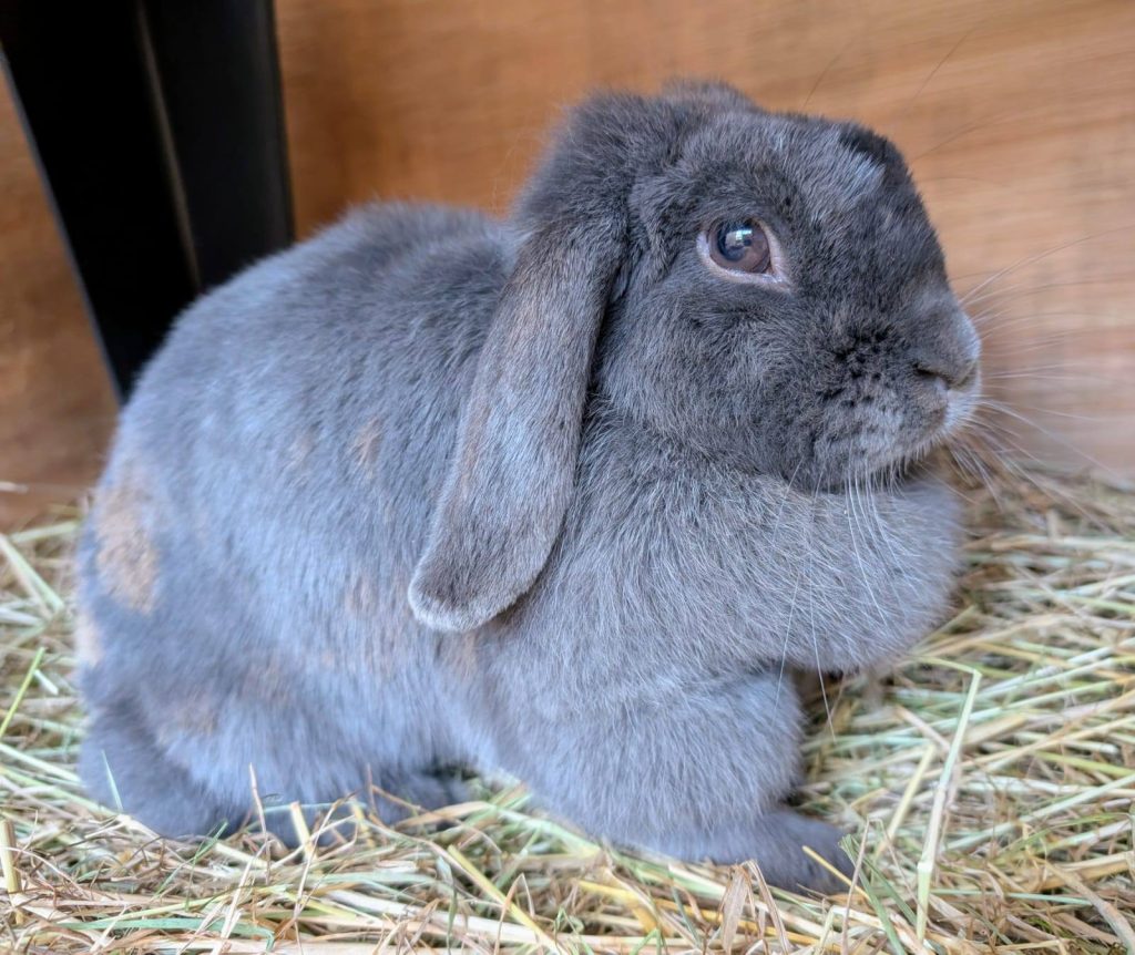 A pampered rabbit rescued from a breeding farm is up for adoption but only if her new owner provides a 6ft shed and 60 square feet of space to meet strict welfare standards.