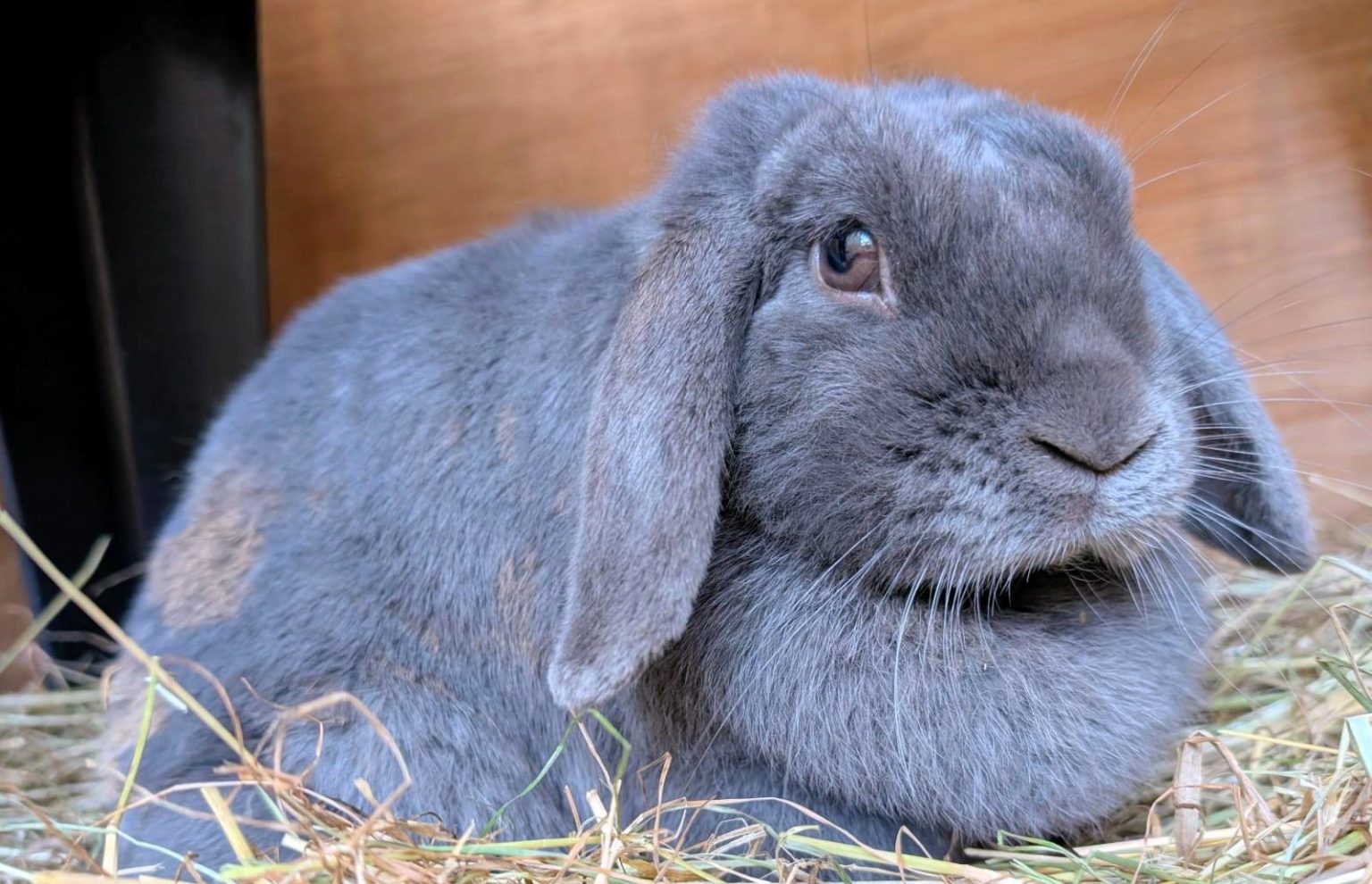 A pampered rabbit rescued from a breeding farm is up for adoption but only if her new owner provides a 6ft shed and 60 square feet of space to meet strict welfare standards.