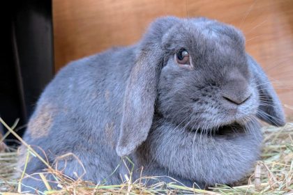 A pampered rabbit rescued from a breeding farm is up for adoption but only if her new owner provides a 6ft shed and 60 square feet of space to meet strict welfare standards.