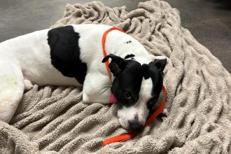 A pit bull named Sparta is hailed a hero after protecting a teen from a man before being cruelly thrown from a balcony. The dog survived and the suspect was arrested.
