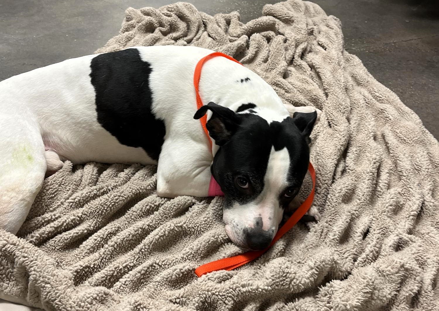 A pit bull named Sparta is hailed a hero after protecting a teen from a man before being cruelly thrown from a balcony. The dog survived and the suspect was arrested.
