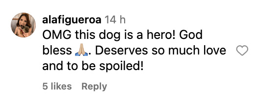 Social media comment on the post of A pit bull named Sparta is hailed a hero after protecting a teen from a man before being cruelly thrown from a balcony. The dog survived and the suspect was arrested.