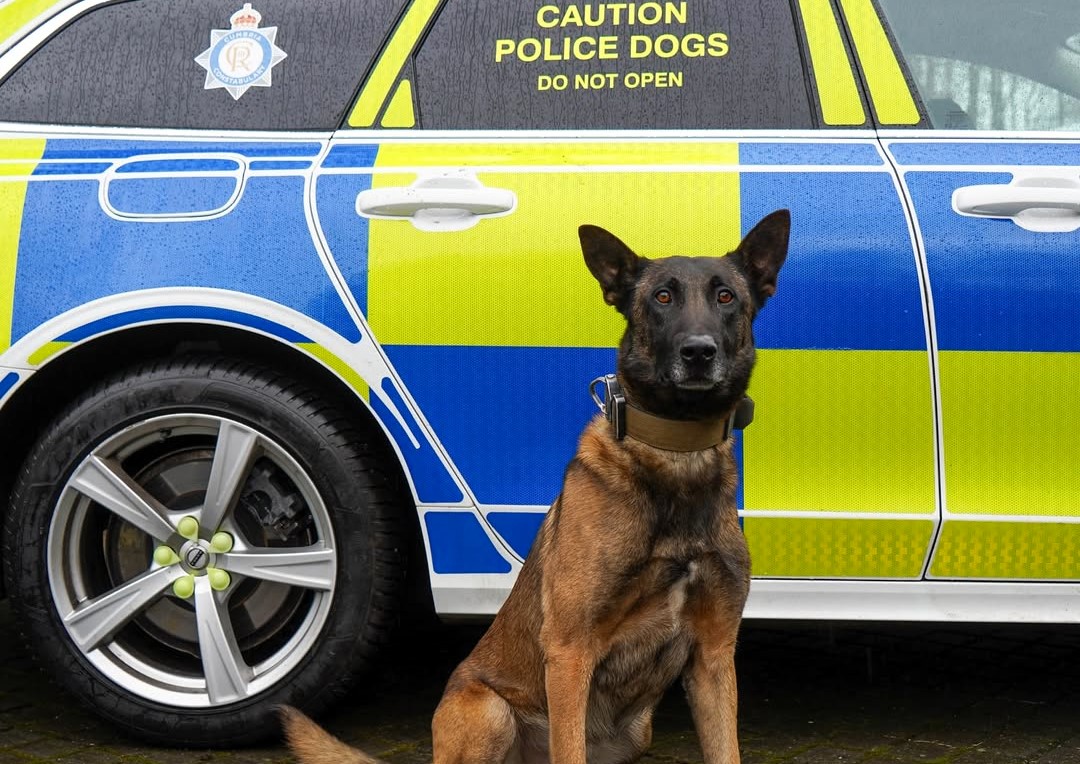 Police dog Echo has retired after 12 years of loyal service with Cumbria Police as a firearms support and general purpose dog while his trained sons now join the force.
