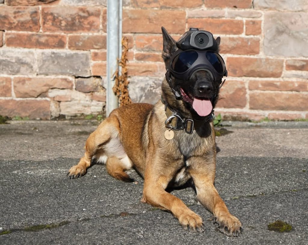 Police dog Echo has retired after 12 years of loyal service with Cumbria Police as a firearms support and general purpose dog while his trained sons now join the force.