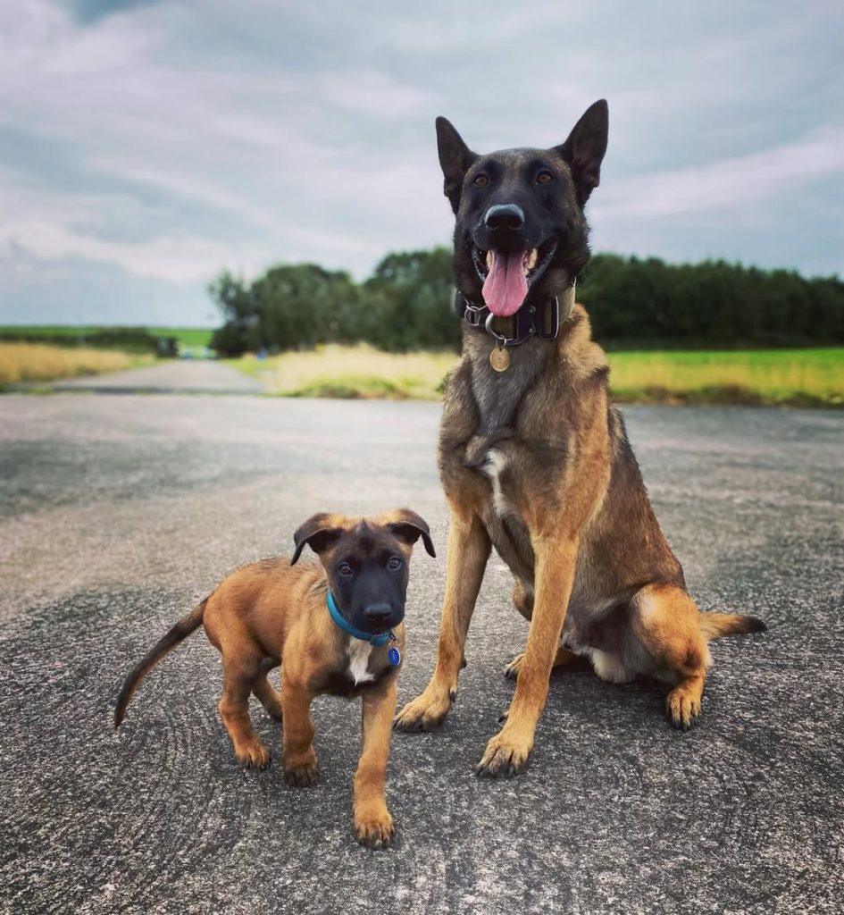 Police dog Echo has retired after 12 years of loyal service with Cumbria Police as a firearms support and general purpose dog while his trained sons now join the force.