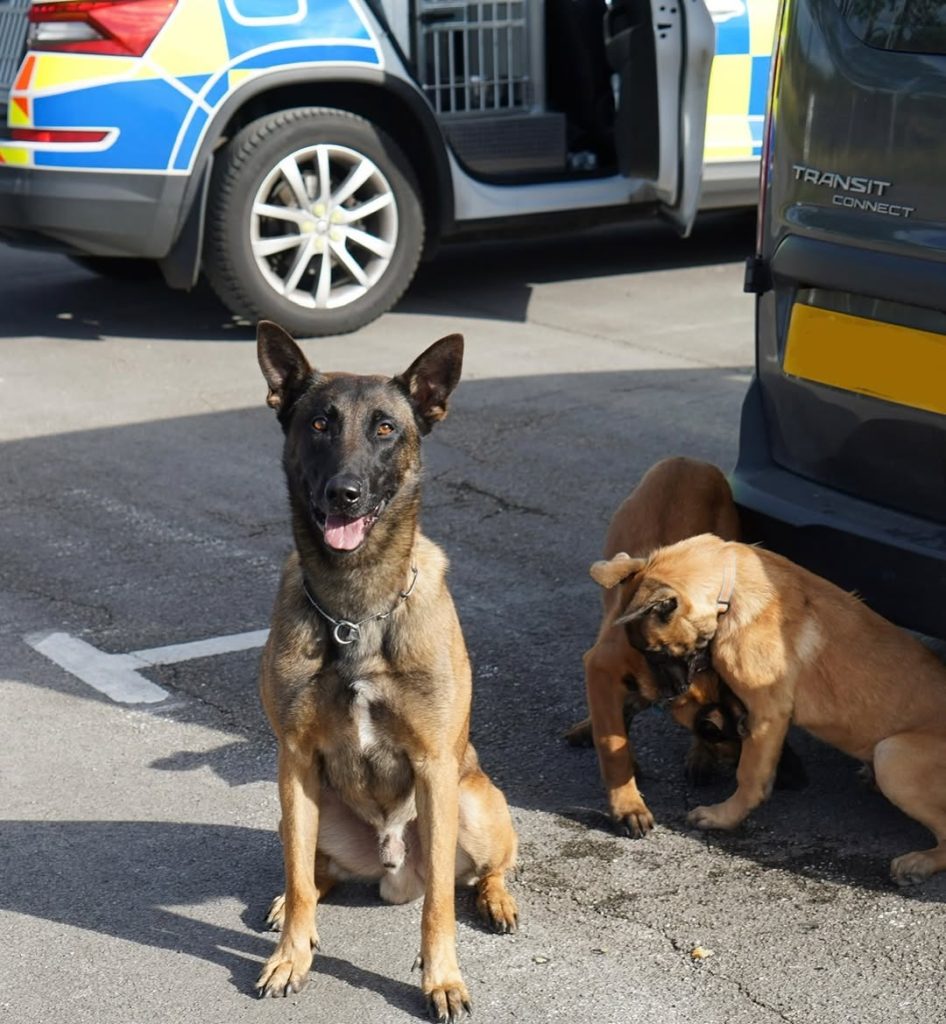Police dog Echo has retired after 12 years of loyal service with Cumbria Police as a firearms support and general purpose dog while his trained sons now join the force.