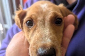 An eight-week-old spaniel puppy named Coco was rescued from the River Derwent after being dumped or thrown from a bridge. The RSPCA is now seeking his new forever home.