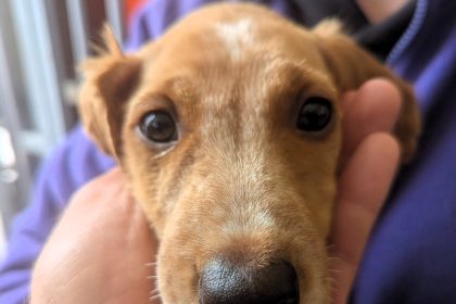 An eight-week-old spaniel puppy named Coco was rescued from the River Derwent after being dumped or thrown from a bridge. The RSPCA is now seeking his new forever home.
