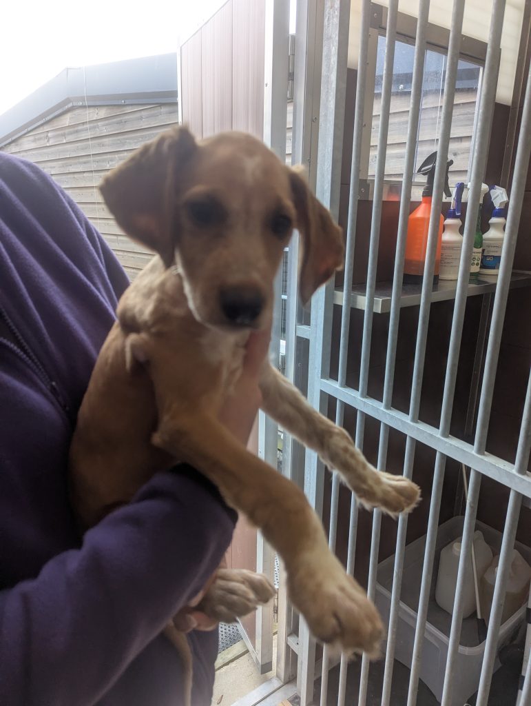 An eight-week-old spaniel puppy named Coco was rescued from the River Derwent after being dumped or thrown from a bridge. The RSPCA is now seeking his new forever home.