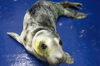 Several injured seal pups with suspected dog bite marks have been rescued in Cornwall. The Cornish Seal Sanctuary urges beachgoers to keep dogs on leads near wildlife.