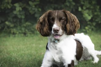 A starved Springer Spaniel found too weak to lift his head has made a full recovery after RSPCA rescue and now enjoys a happy new life with a loving family.