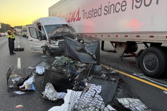 Seven people were killed when a Furkids Animal Rescue van carrying 37 cats was hit by a lorry in Missouri, sparking a multi-vehicle crash that left several injured and pets missing.
