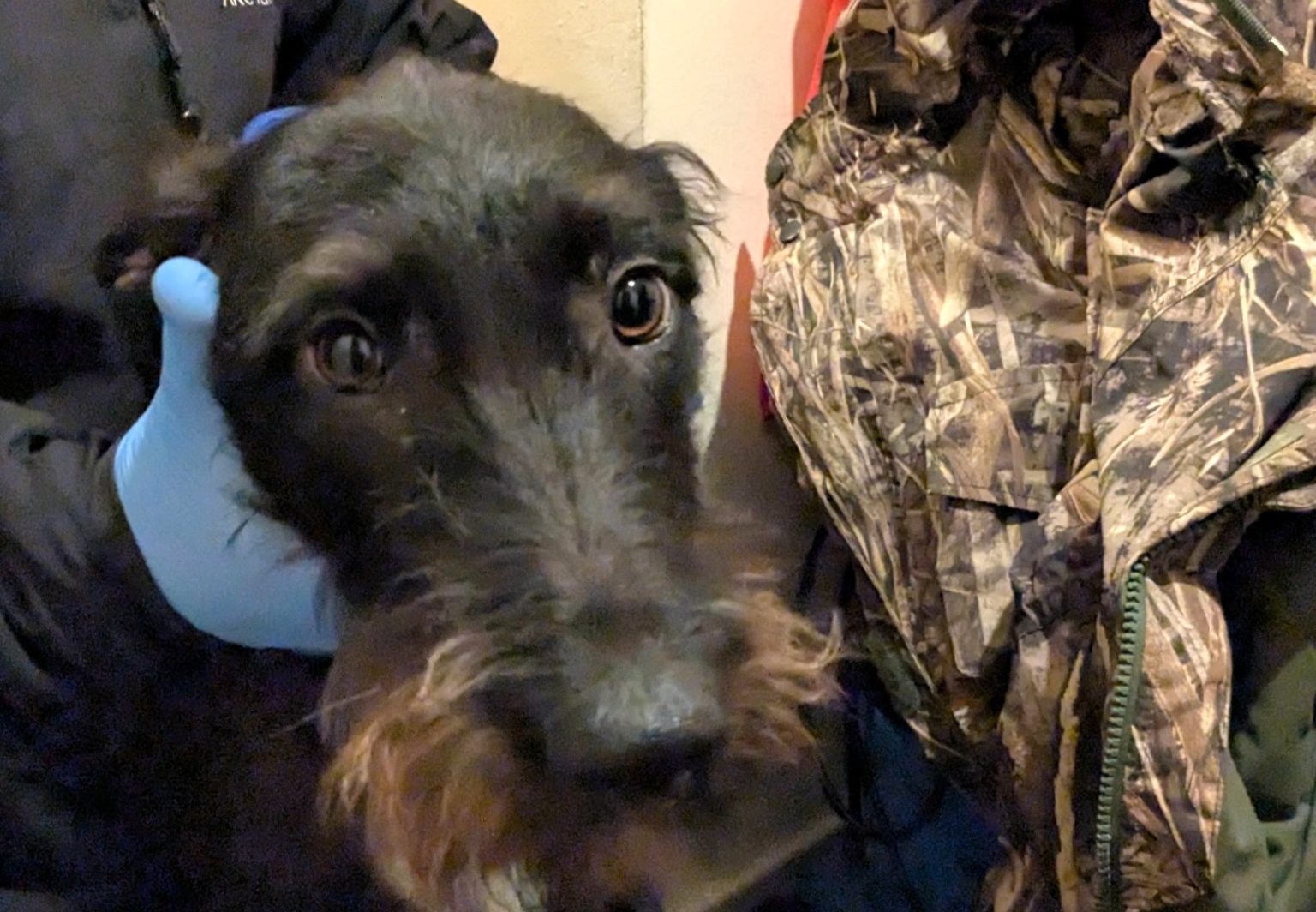 Cruel badger baiter Lloyd Davies jailed for horrific animal cruelty in South Wales - filmed dogs attacking badgers and left his injured lurcher to suffer in fights.