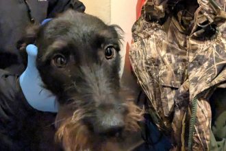Cruel badger baiter Lloyd Davies jailed for horrific animal cruelty in South Wales - filmed dogs attacking badgers and left his injured lurcher to suffer in fights.