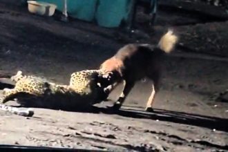 Shocking moment stray dog overpowers leopard in India - drags big cat 300 metres in viral clash sparking national debate over managing stray dogs across the country.