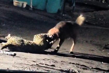 Shocking moment stray dog overpowers leopard in India - drags big cat 300 metres in viral clash sparking national debate over managing stray dogs across the country.