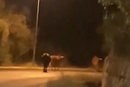 Stunned driver halts as three bulls stroll down Spanish road near Marbella - animals cause traffic chaos but no injuries reported as locals react to the unusual sight.