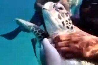 Tourists sparked outrage after shocking footage showed snorkellers grabbing, choking and kicking a turtle on Malaysia’s Redang Island, prompting authorities to investigate the cruelty.