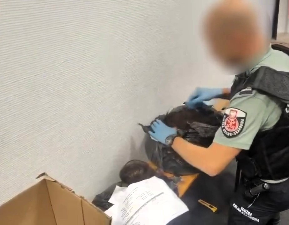 A traveller was caught smuggling over 33lb of human hair worth £55,000 through Kraków Airport - Polish customs found 94 ponytails hidden in bags after he claimed to have nothing to declare.