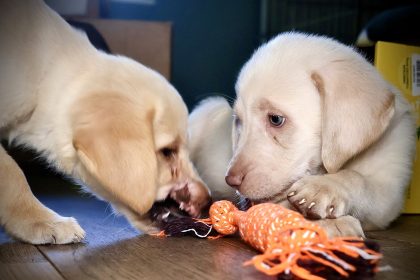 Rescued Golden Retriever puppies Hope and Chance survived a brutal attack and abandonment and are now ready to find loving forever homes after making a miraculous recovery.