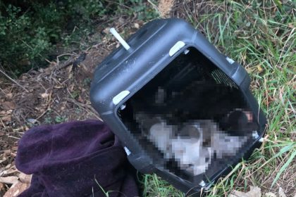 Two kittens found dead in a dumped carrier in Rotherham field spark RSPCA probe - officers call it a heartbreaking case of neglect and urge owners to seek help.