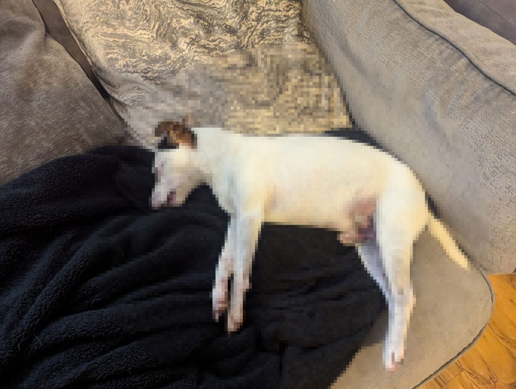 Kasie Armstrong, 22, has been banned from owning animals for 15 years after brutally beating her partner’s Jack Russell, Barney, to death in a horrific and traumatic attack.