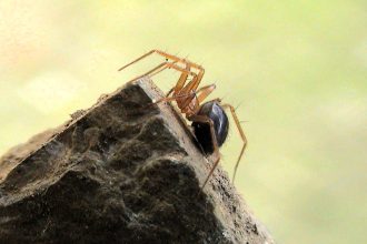 A Christmas market in Plymouth threatens one of the world’s rarest spiders - the horrid ground-weaver - found only in four sites globally as experts urge protection.