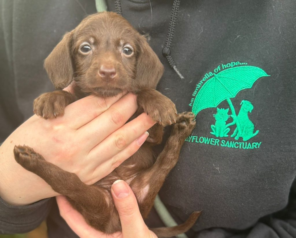 A five-week-old puppy named Pumpkin was found abandoned in a box on Halloween - rescuers raised £6,700 for surgery to help the brave pup walk again after a leg deformity.