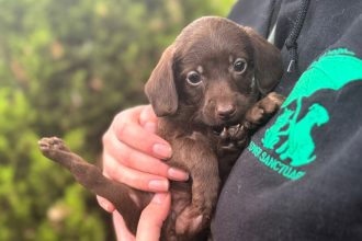 A five-week-old puppy named Pumpkin was found abandoned in a box on Halloween - rescuers raised £6,700 for surgery to help the brave pup walk again after a leg deformity.