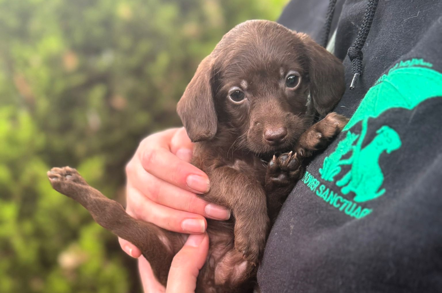 A five-week-old puppy named Pumpkin was found abandoned in a box on Halloween - rescuers raised £6,700 for surgery to help the brave pup walk again after a leg deformity.