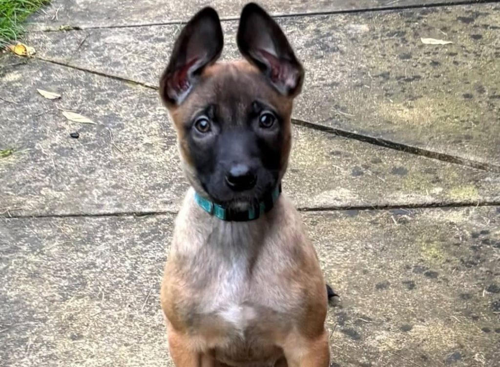 Adorable puppy PD Archer joins West Yorkshire Police as the newest recruit. The three-month-old replaces veteran PD Luther after nine years of service and begins training.