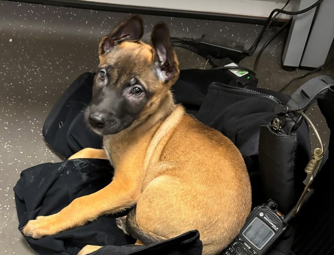 Adorable puppy PD Archer joins West Yorkshire Police as the newest recruit. The three-month-old replaces veteran PD Luther after nine years of service and begins training.