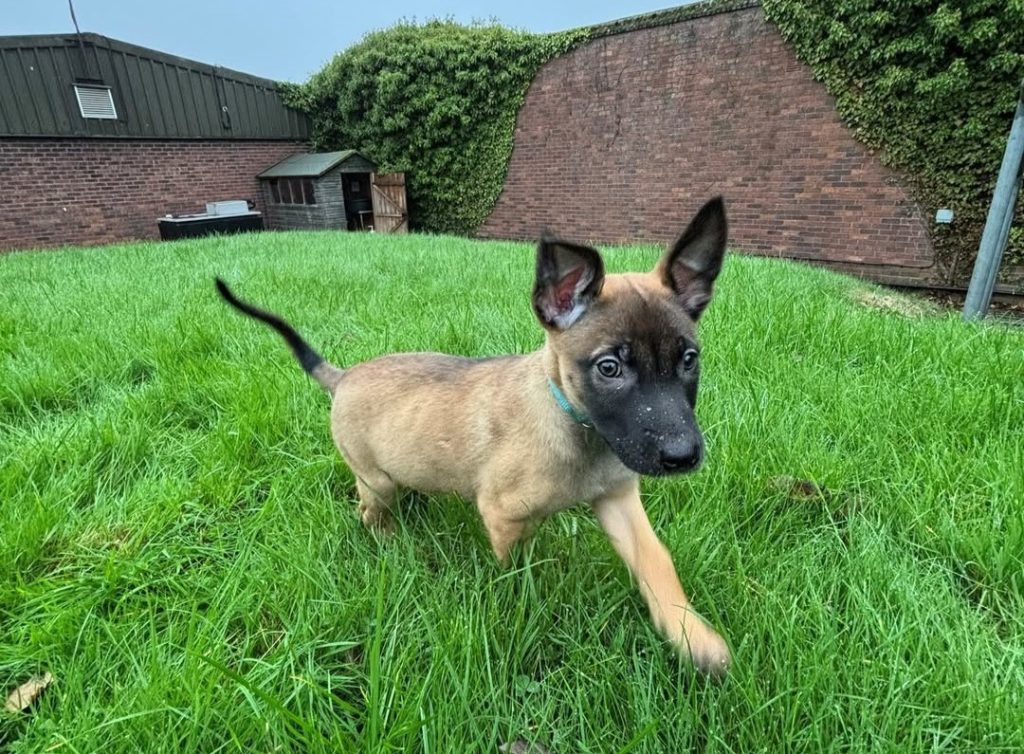 Adorable puppy PD Archer joins West Yorkshire Police as the newest recruit. The three-month-old replaces veteran PD Luther after nine years of service and begins training.