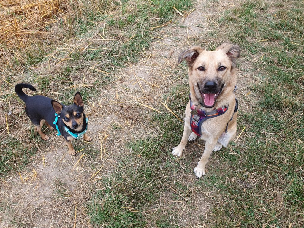 Eighty dogs rescued from squalid Bedfordshire home after breeding spiralled out of control. RSPCA leads massive operation as charities rehome frightened, neglected pups.