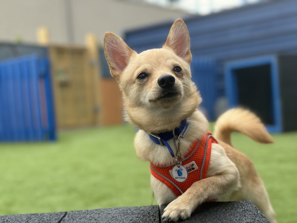Eighty dogs rescued from squalid Bedfordshire home after breeding spiralled out of control. RSPCA leads massive operation as charities rehome frightened, neglected pups.
