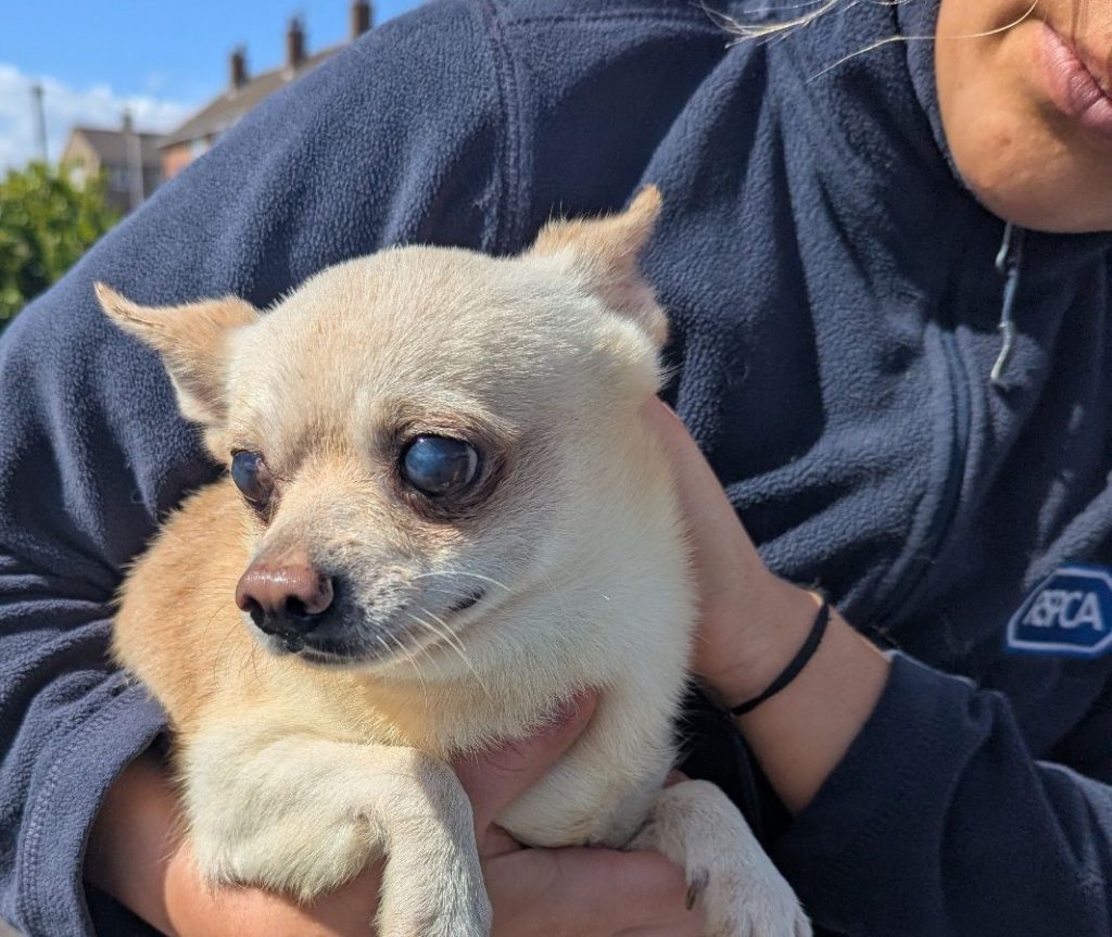 Eighty dogs rescued from squalid Bedfordshire home after breeding spiralled out of control. RSPCA leads massive operation as charities rehome frightened, neglected pups.