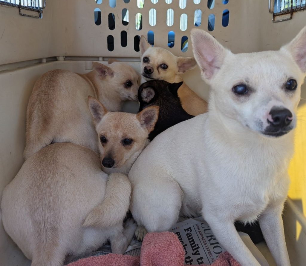 Eighty dogs rescued from squalid Bedfordshire home after breeding spiralled out of control. RSPCA leads massive operation as charities rehome frightened, neglected pups.