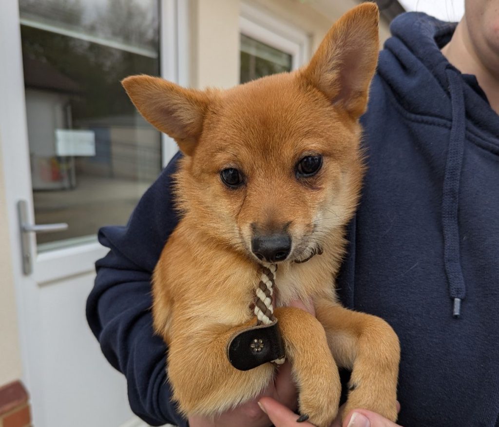 Eighty dogs rescued from squalid Bedfordshire home after breeding spiralled out of control. RSPCA leads massive operation as charities rehome frightened, neglected pups.