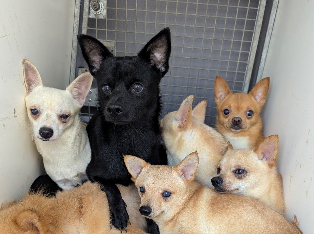 Eighty dogs rescued from squalid Bedfordshire home after breeding spiralled out of control. RSPCA leads massive operation as charities rehome frightened, neglected pups.