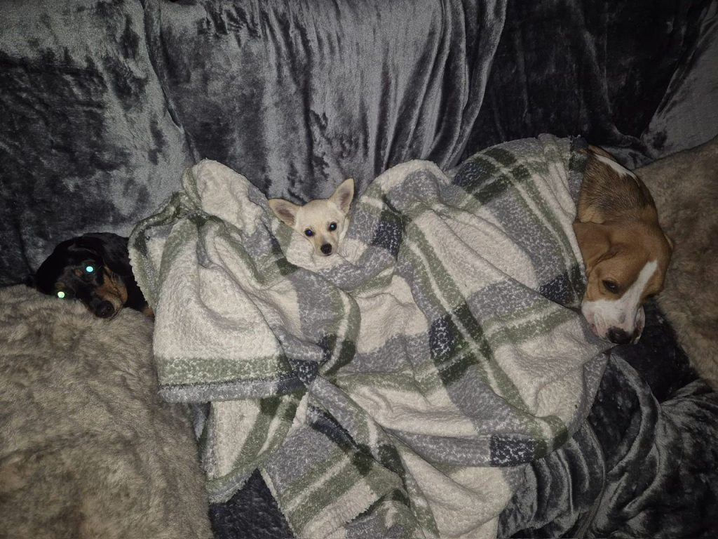 Eighty dogs rescued from squalid Bedfordshire home after breeding spiralled out of control. RSPCA leads massive operation as charities rehome frightened, neglected pups.