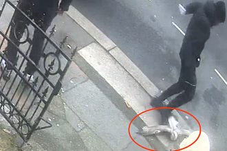 A Liverpool man was jailed after CCTV caught him brutally stamping a gull to death prompting an RSPCA investigation highlighting rising cruelty toward wild birds across the UK.