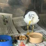 Cruel inmate daubs swastika on seagull Belinda causing lasting injuries as HMP Isle of Wight disciplines attacker while the bird recovers at Skippers Sanctuary.