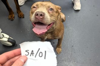 Man convicted of horrific animal cruelty after trying to strangle his Staffordshire bull terrier and leaving another dog with a fractured skull. He’s banned from keeping animals for five years.