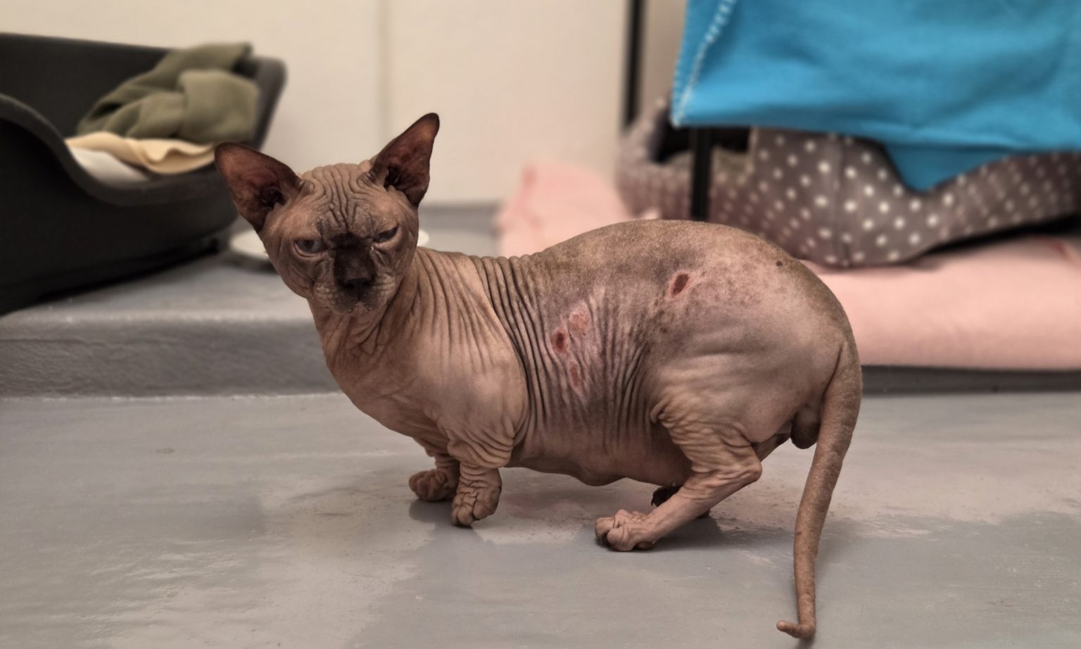 Forty designer cats rescued from filthy Hampshire home after cruel breeding left many with deformities. RSPCA urges breeders to prioritize welfare over appearance.