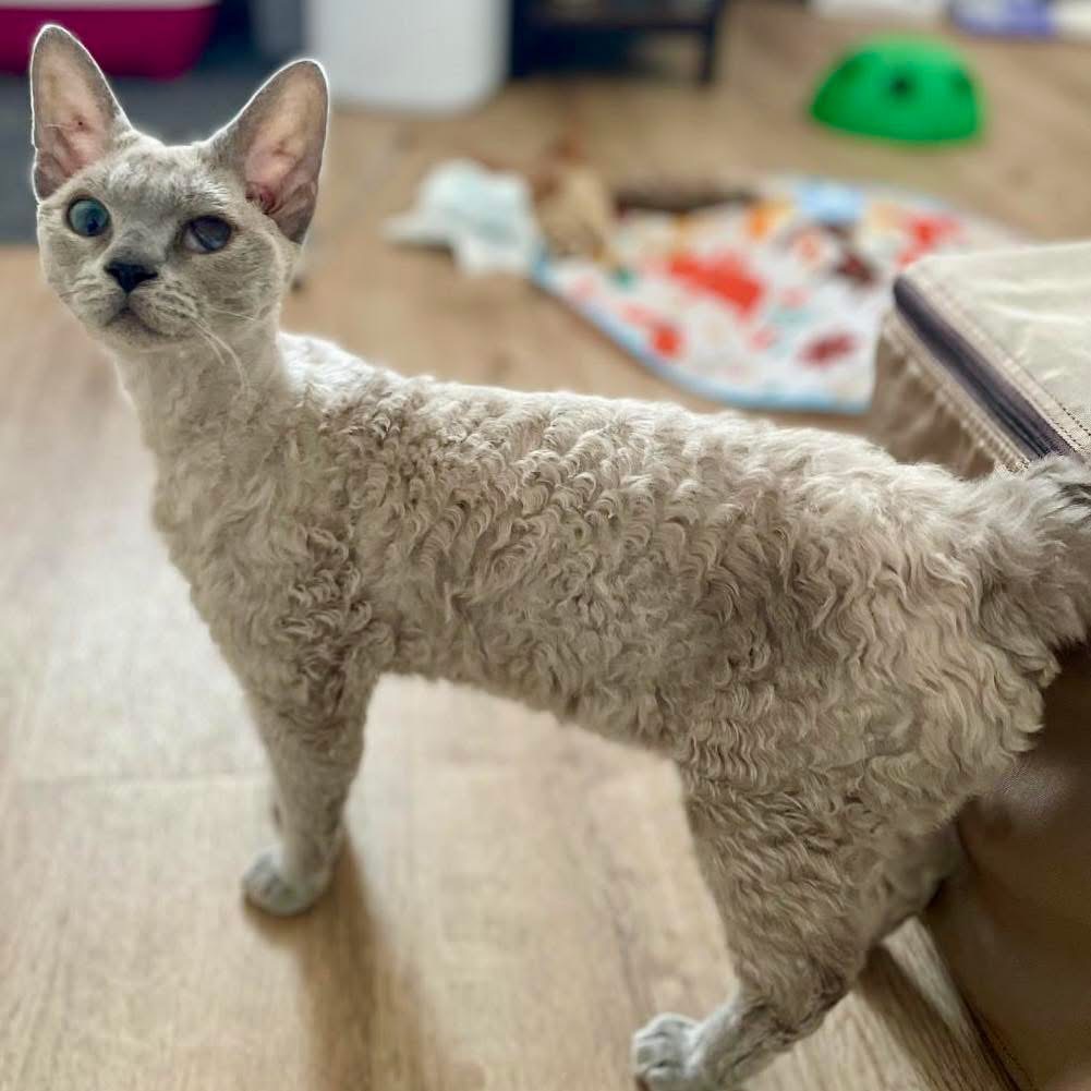 Forty designer cats rescued from filthy Hampshire home after cruel breeding left many with deformities. RSPCA urges breeders to prioritize welfare over appearance.