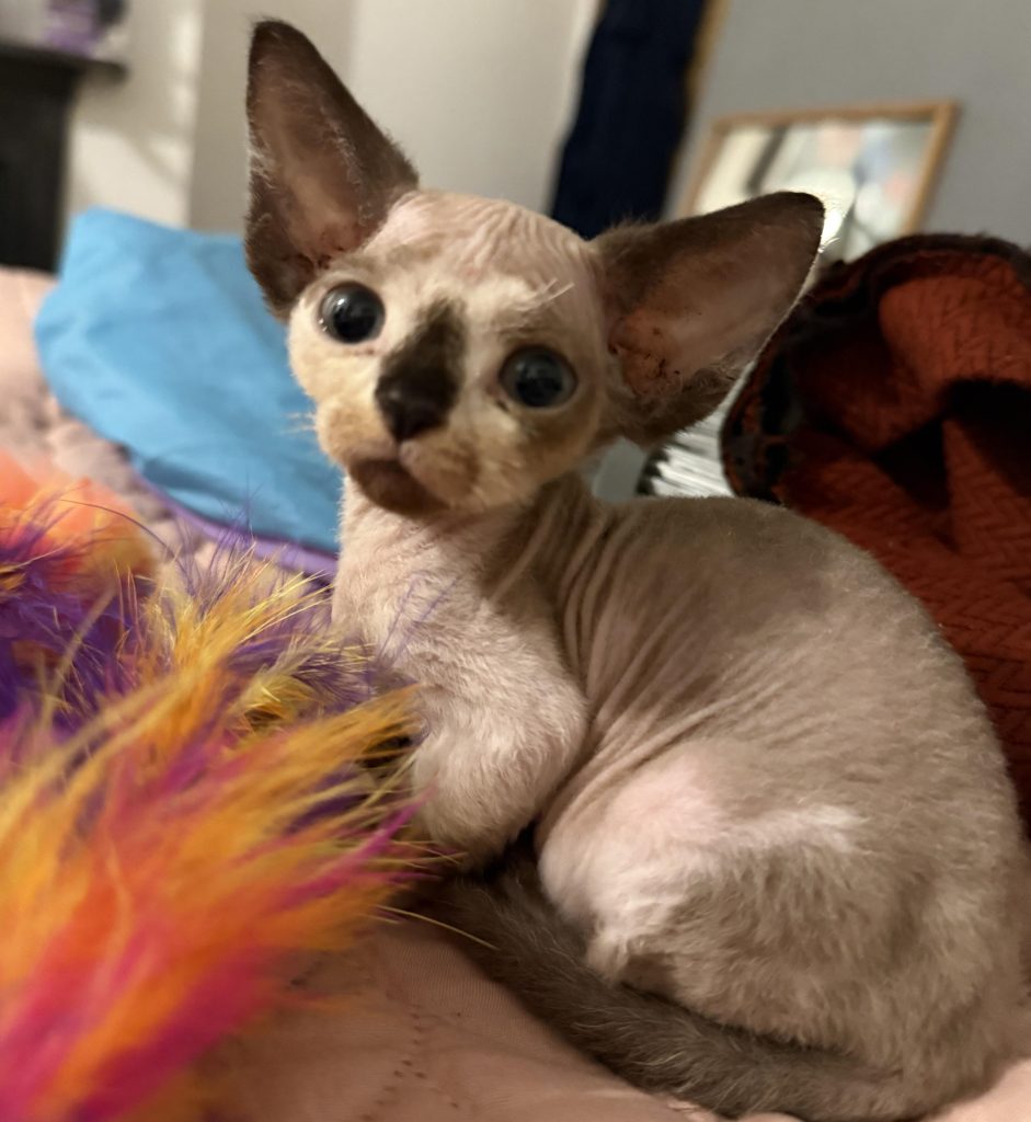 Forty designer cats rescued from filthy Hampshire home after cruel breeding left many with deformities. RSPCA urges breeders to prioritize welfare over appearance.