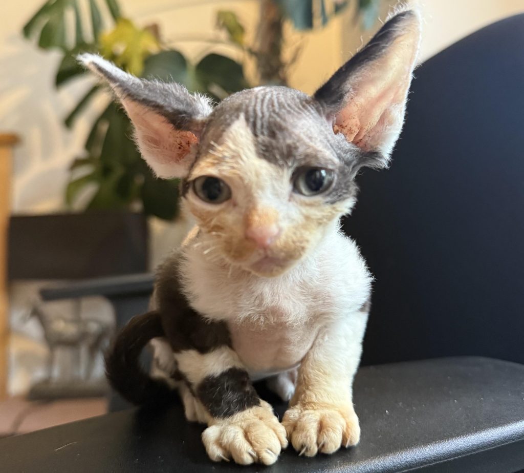 Forty designer cats rescued from filthy Hampshire home after cruel breeding left many with deformities. RSPCA urges breeders to prioritize welfare over appearance.
